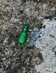 Cicindela denikei