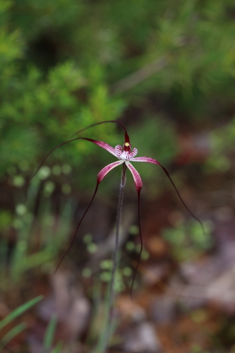 Image of Caladenia chapmanii by (c) Hugo Innes, some rights reserved (CC BY)