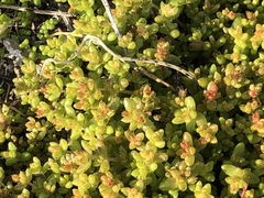 Crassula connata