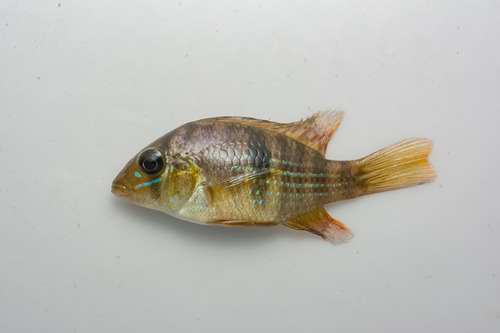 Uruguay eartheater (Gymnogeophagus meridionalis) — Cichlidae — 3