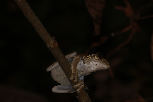 Leptomantis harrissoni