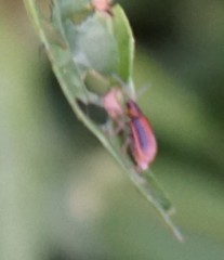 Galerucella calmariensis