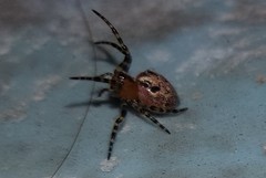 Alpaida alticeps