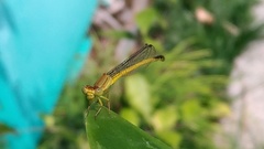 Ceriagrion fallax