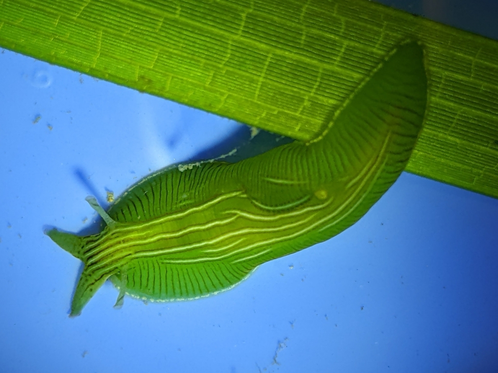 zebra leafslug