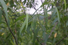 Aculus