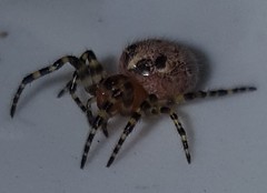 Alpaida alticeps