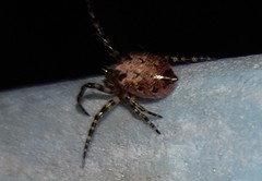 Alpaida alticeps