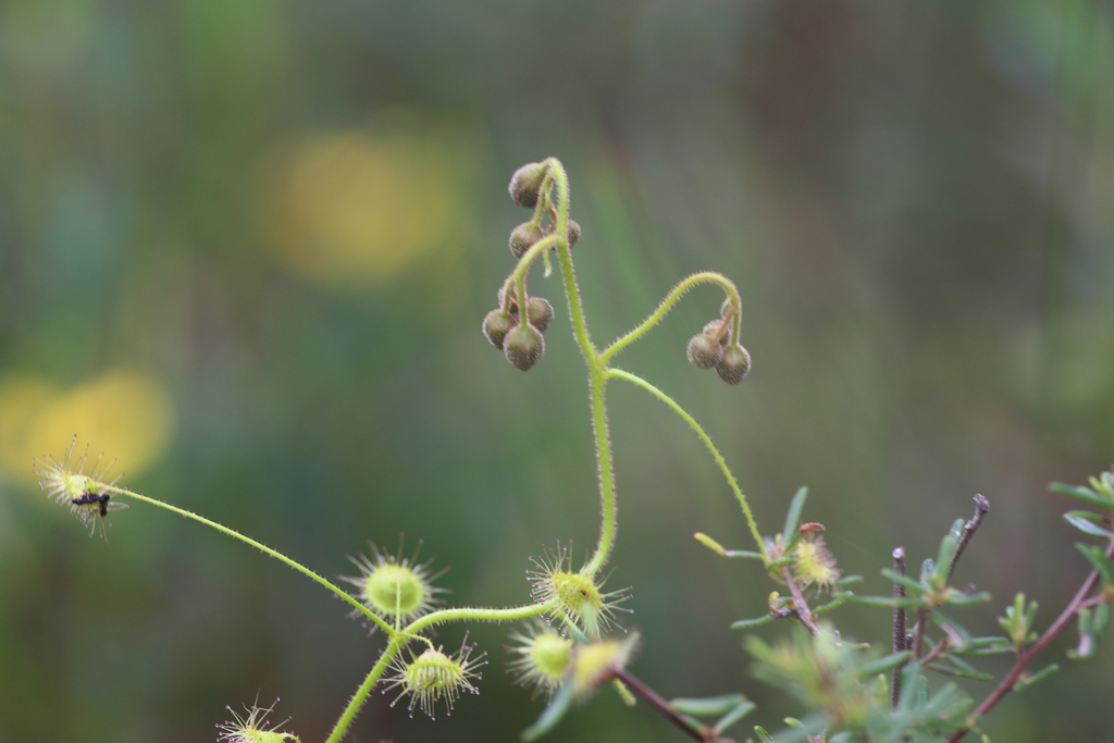 Drosera indumenta, Naturaliste WA 6281, Australia