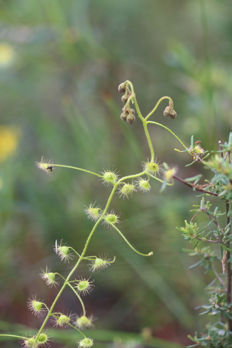 Drosera indumenta
