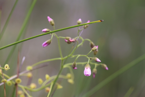 Drosera indumenta