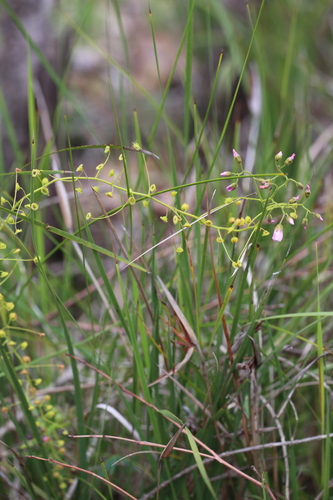 Drosera indumenta