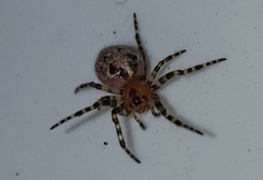Alpaida alticeps