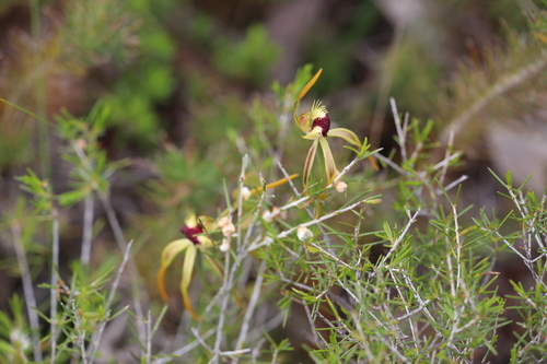 Image of Caladenia longiclavata by (c) Hugo Innes, some rights reserved (CC BY)