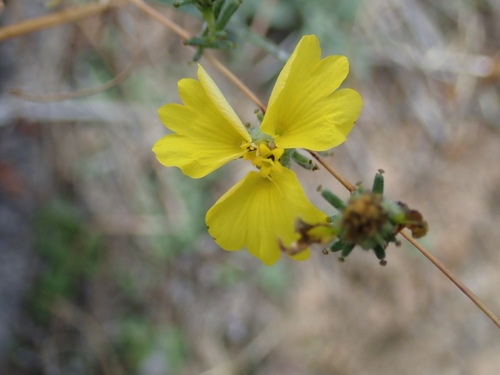 Image of Calycadenia truncata by (c) Cricket Raspet, some rights reserved (CC BY)