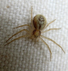 Philodromus quercicola