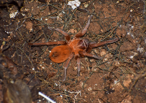 Citharacanthus cyaneus