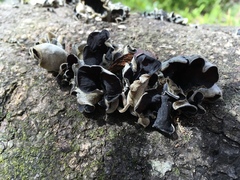Auricularia nigricans