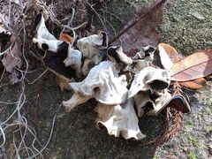 Auricularia nigricans