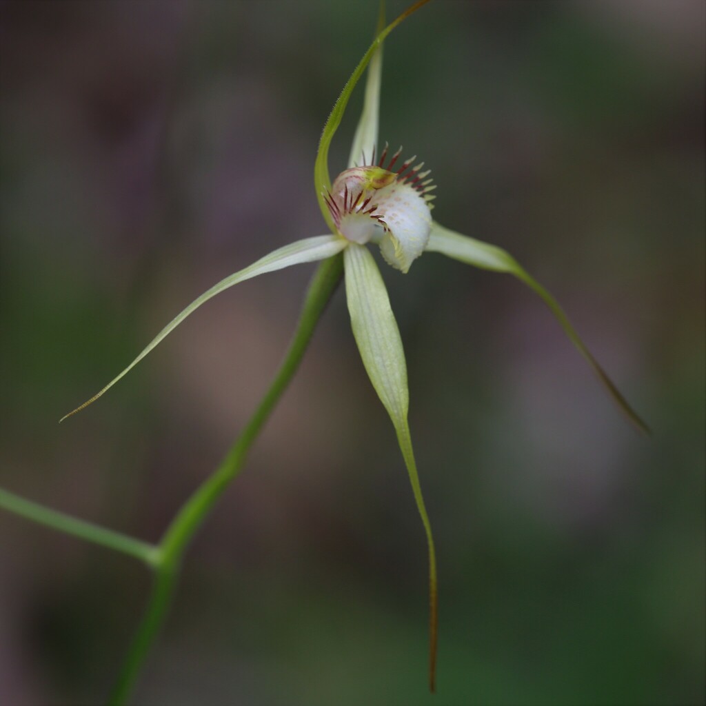 Caladenia busselliana
