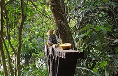 Celeus flavescens