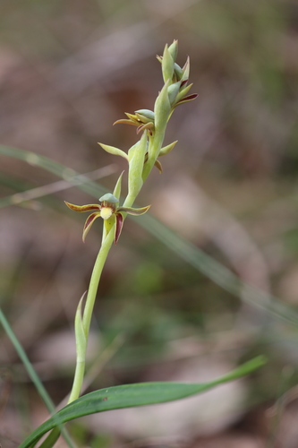 Image of Lyperanthus serratus by (c) Hugo Innes, some rights reserved (CC BY)