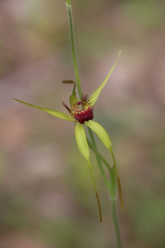 Image of Caladenia procera by (c) Hugo Innes, some rights reserved (CC BY)