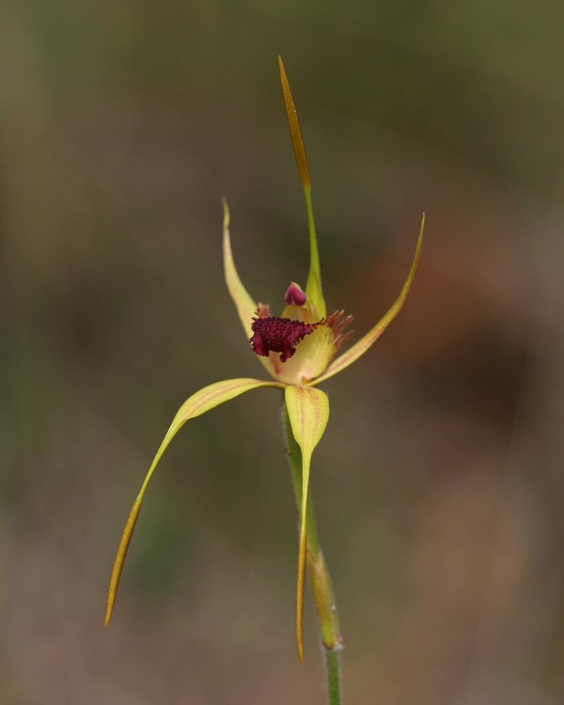 Caladenia procera