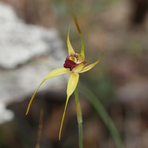 Image of Caladenia procera by (c) Hugo Innes, some rights reserved (CC BY)
