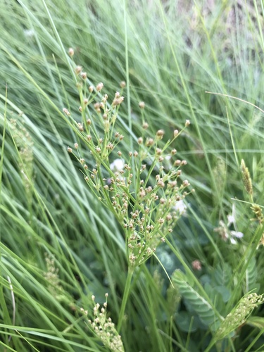 Image of Fimbristylis littoralis by no rights reserved
