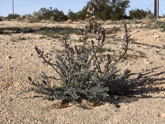 Astragalus layneae
