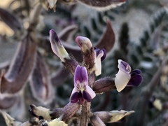 Astragalus layneae