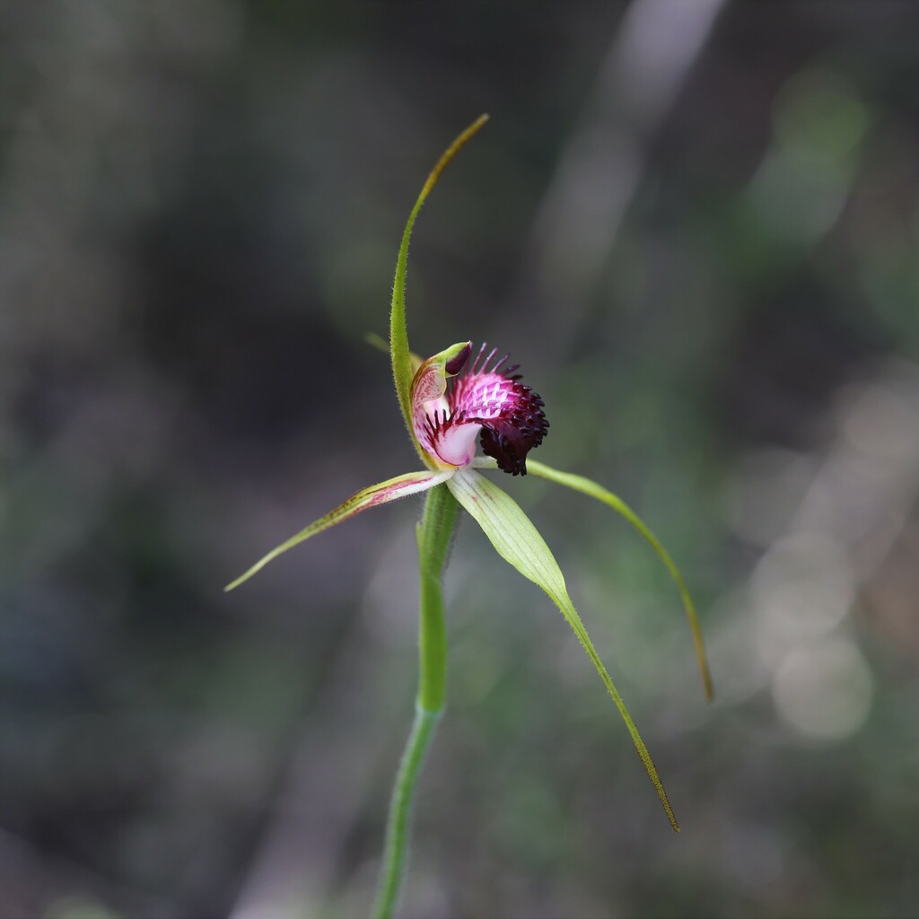 Caladenia applanata