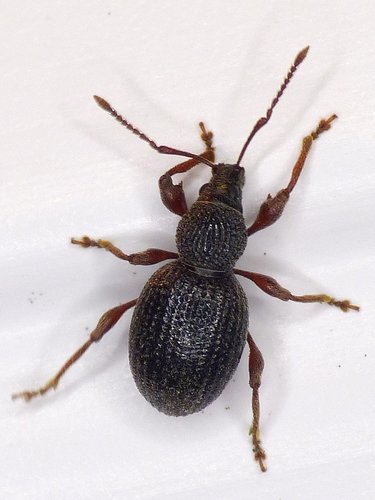 Strawberry Root Weevil