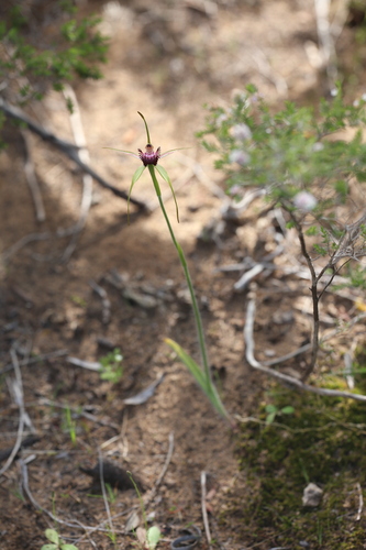 Image of Caladenia applanata by (c) Hugo Innes, some rights reserved (CC BY)