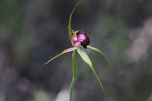 Image of Caladenia applanata by (c) Hugo Innes, some rights reserved (CC BY)