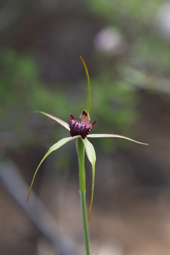 Image of Caladenia applanata by (c) Hugo Innes, some rights reserved (CC BY)