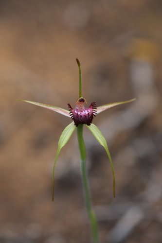 Image of Caladenia applanata by (c) Hugo Innes, some rights reserved (CC BY)