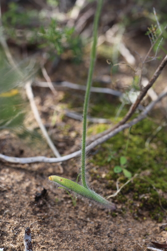 Image of Caladenia applanata by (c) Hugo Innes, some rights reserved (CC BY)