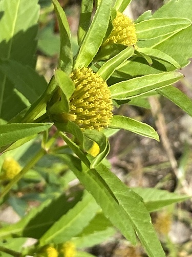 Bidens tripartita iNat (3)