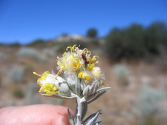 Tetradymia comosa
