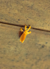 Dalceridae