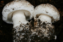 Leucoagaricus amanitoides image