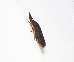 Ledropsis