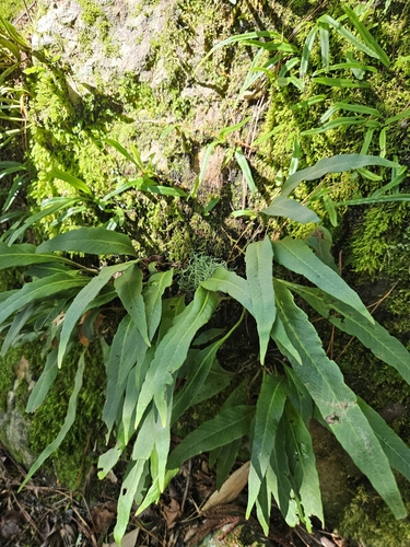 Pyrrosia porosa, photograph 6