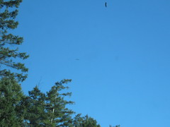 Haliaeetus leucocephalus