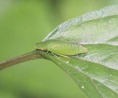 Petalocephala