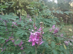 Indigofera cassioides