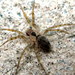 Wall Spider - Photo (c) Ken Schneider, some rights reserved (CC BY-NC), uploaded by K Schneider