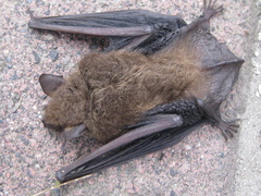 Myotis velifer
